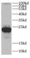 CDC42 Effector Protein 2 antibody, FNab01531, FineTest, Western Blot image 