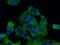 Annexin A2 antibody, 60051-1-Ig, Proteintech Group, Immunofluorescence image 