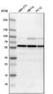 Proteasome 26S Subunit, ATPase 1 antibody, NBP1-80959, Novus Biologicals, Western Blot image 