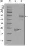 CD44 antibody, NBP1-47386, Novus Biologicals, Western Blot image 