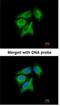 Ribosomal Protein SA antibody, NBP1-32956, Novus Biologicals, Immunocytochemistry image 