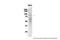 Nucleolin antibody, 29-352, ProSci, Enzyme Linked Immunosorbent Assay image 