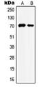 Heat Shock Protein Family A (Hsp70) Member 8 antibody, orb214061, Biorbyt, Western Blot image 