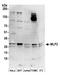 Myeloid Leukemia Factor 2 antibody, A304-678A, Bethyl Labs, Western Blot image 