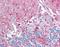 Neuropeptide Y Receptor Y5 antibody, orb95175, Biorbyt, Immunohistochemistry paraffin image 