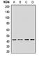PKR2 antibody, LS-C667729, Lifespan Biosciences, Western Blot image 