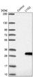 Lysozyme G2 antibody, NBP1-81278, Novus Biologicals, Western Blot image 