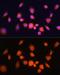 Phosphoglycerate Mutase 1 antibody, GTX64483, GeneTex, Immunofluorescence image 