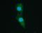 PTPN11 antibody, M00150-2, Boster Biological Technology, Immunofluorescence image 