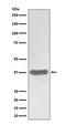 Secreted Frizzled Related Protein 1 antibody, M01968, Boster Biological Technology, Western Blot image 