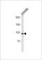 Anoctamin-6 antibody, LS-C157549, Lifespan Biosciences, Western Blot image 