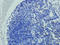 CD8 antibody, orb323288, Biorbyt, Immunohistochemistry paraffin image 