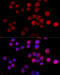 Solute Carrier Family 25 Member 17 antibody, 15-758, ProSci, Immunofluorescence image 