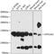 ATPase Cation Transporting 13A2 antibody, 14-785, ProSci, Western Blot image 