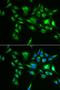 DNA polymerase subunit gamma-2, mitochondrial antibody, orb247573, Biorbyt, Immunofluorescence image 