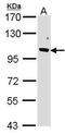 F-Box Protein 43 antibody, PA5-21622, Invitrogen Antibodies, Western Blot image 