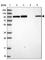 Golgin A1 antibody, HPA044329, Atlas Antibodies, Western Blot image 