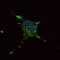 Elongator complex protein 2 antibody, PA5-12515, Invitrogen Antibodies, Immunofluorescence image 