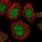 Radial Spoke Head 9 Homolog antibody, NBP1-86750, Novus Biologicals, Immunofluorescence image 