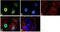 Forkhead Box O3 antibody, PA1-805, Invitrogen Antibodies, Immunofluorescence image 