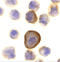 P53 Apoptosis Effector Related To PMP22 antibody, 2451, ProSci Inc, Immunocytochemistry image 