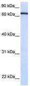 Transcription Factor 7 Like 1 antibody, TA344546, Origene, Western Blot image 