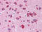Calneuron 1 antibody, TA316588, Origene, Immunohistochemistry frozen image 