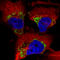 Elongation factor Tu, mitochondrial antibody, AMAb90966, Atlas Antibodies, Immunocytochemistry image 