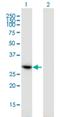 HAUS Augmin Like Complex Subunit 1 antibody, H00115106-M01, Novus Biologicals, Western Blot image 