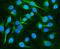 Dihydropyrimidinase Like 2 antibody, A02860-4, Boster Biological Technology, Immunofluorescence image 