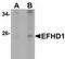 EF-hand domain-containing protein D1 antibody, TA306944, Origene, Western Blot image 