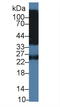 Human IgG4 antibody, LS-C298303, Lifespan Biosciences, Western Blot image 