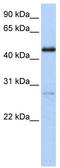 COUP transcription factor 1 antibody, TA346488, Origene, Western Blot image 