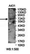 FERM domain-containing protein 6 antibody, orb78469, Biorbyt, Western Blot image 