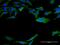 Calmodulin antibody, MA5-24385, Invitrogen Antibodies, Immunofluorescence image 