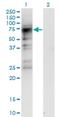 Cyclin Dependent Kinase 19 antibody, H00023097-M06, Novus Biologicals, Western Blot image 
