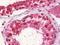 Cyclin A1 antibody, orb95580, Biorbyt, Immunohistochemistry paraffin image 