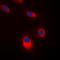SRC Proto-Oncogene, Non-Receptor Tyrosine Kinase antibody, orb216107, Biorbyt, Immunofluorescence image 