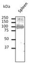 CD19 antibody, LS-C204255, Lifespan Biosciences, Western Blot image 