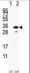 PDGFA Associated Protein 1 antibody, LS-C100505, Lifespan Biosciences, Western Blot image 