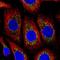 Cytochrome C Oxidase Subunit 4I1 antibody, NBP2-61620, Novus Biologicals, Immunofluorescence image 