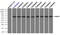 Nuclear Receptor Binding Protein 1 antibody, TA500432, Origene, Immunoprecipitation image 