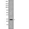 Zinc And Ring Finger 1 antibody, abx219476, Abbexa, Western Blot image 