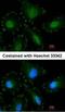 Calpain 5 antibody, NBP1-32222, Novus Biologicals, Immunofluorescence image 