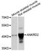 Ankyrin repeat domain-containing protein 2 antibody, STJ22614, St John