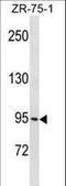 Protocadherin Gamma Subfamily B, 1 antibody, LS-C158549, Lifespan Biosciences, Western Blot image 