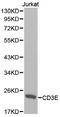 Cathelicidin Antimicrobial Peptide antibody, orb48300, Biorbyt, Western Blot image 
