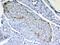 Retinol Binding Protein 4 antibody, A01089, Boster Biological Technology, Immunohistochemistry paraffin image 