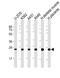 Putative cytochrome b-c1 complex subunit Rieske-like protein 1 antibody, PA5-49514, Invitrogen Antibodies, Western Blot image 