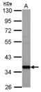 Adenosylmethionine Decarboxylase 1 antibody, NBP2-15372, Novus Biologicals, Western Blot image 